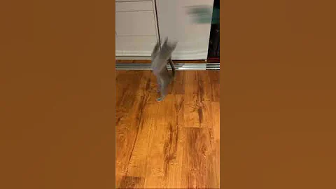 Video 4864421: blue burmese kitten, burmese cat, kitten jumping