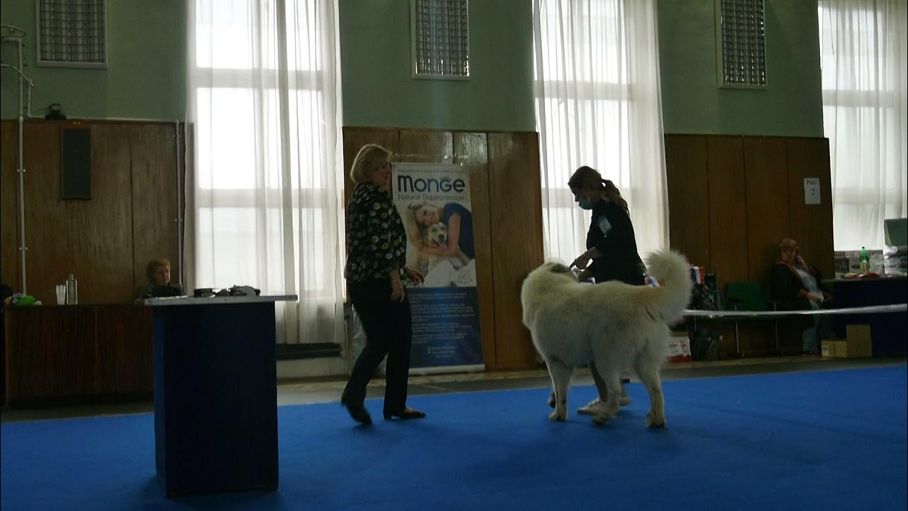 Выставка собак красноярск