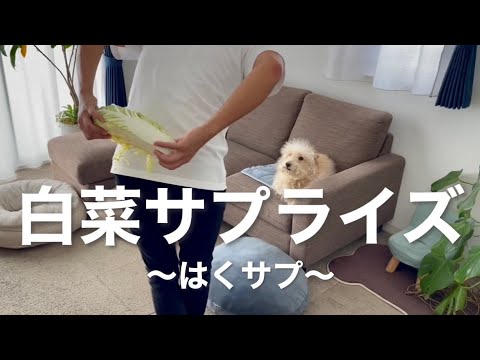 【白菜サプライズ】一緒に遊んでくれない愛犬に「はくサプ」をしてみた。