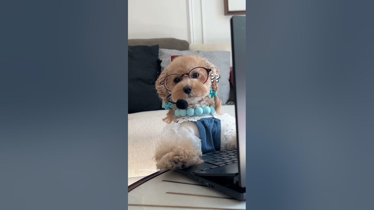 When you haven’t been paying attn in a meeting… noodlesthepooch 