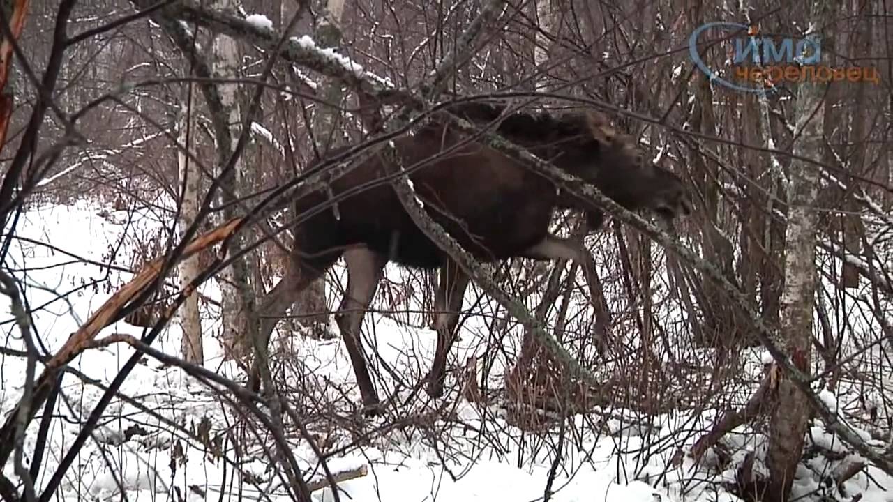 Петля на лося. Капкан петля на лося кабана. Охотничья петля на кабана.