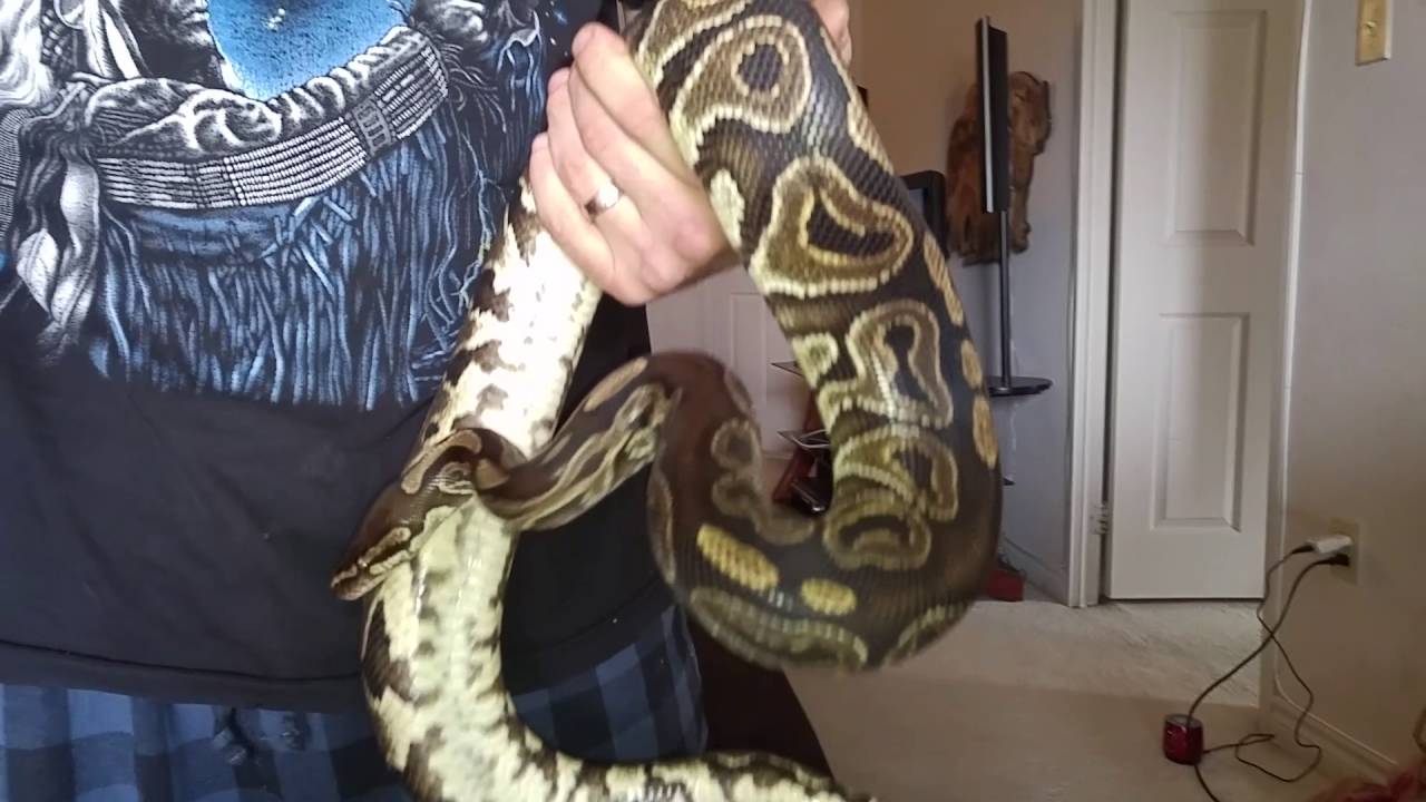 My pet snake YouTube