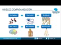 NIVELES DE ORGANIZACIÓN CORPORAL || Resúmenes de Anatomía y Fisiología