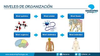 NIVELES DE ORGANIZACIÓN CORPORAL || Resúmenes de Anatomía y Fisiología