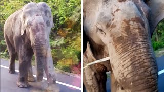 Wild Elephant Walks To Car On Mountain Road #shorts