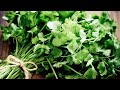 3 Ways to Preserve Cilantro for Weeks or Months