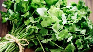 3 Ways to Preserve Cilantro for Weeks or Months