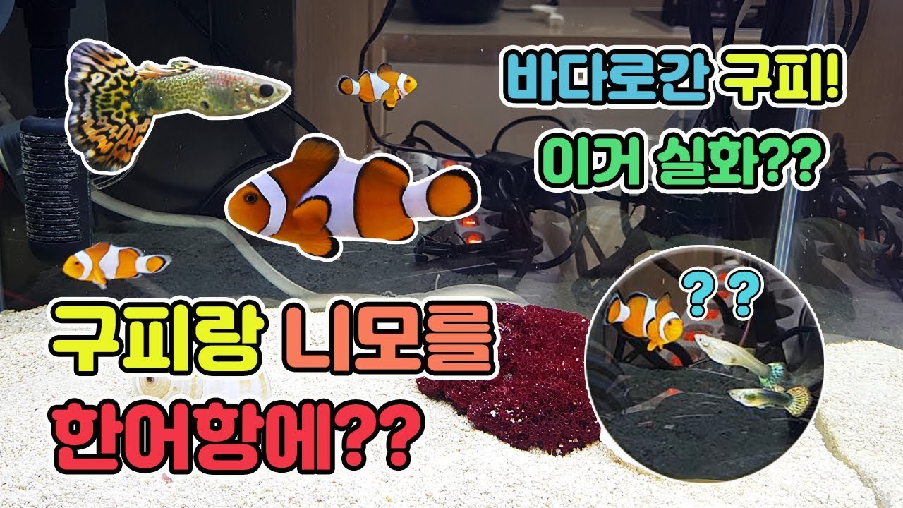 ⁣구피가 바닷물에?? 니모랑 같이 키우는법 공개!!