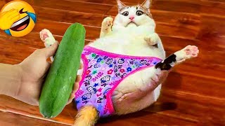 ❤️😍 Funniest Cats and Dogs Videos 😻🐕 New Funny Animals 2024 by DT Pets 3,366 views 2 months ago 1 hour, 1 minute