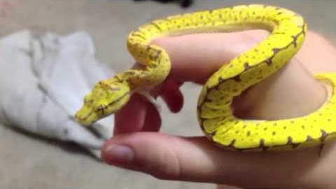 Yearling Green Tree Python