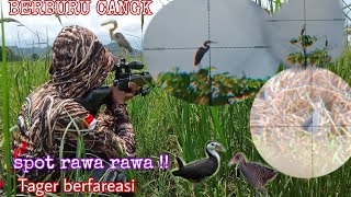 BERBURU BURUNG CANGAK MERAH ,BURUNG SINTAR\u0026BURUNG RUAK RUAK DI SPOT RAWAH RAWAH !!