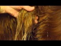 Irish Setter Show Grooming