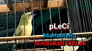 Pleci 