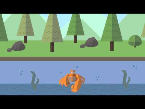 Crab Animation