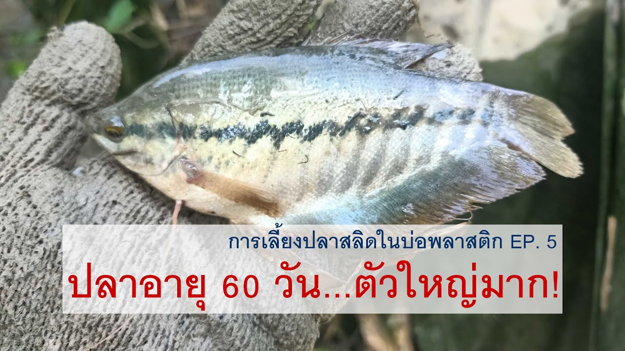 การเลี้ยงปลาสลิดในบ่อพลาสติก EP. 5 กับปลาอายุได้ 60 วันตัวใหญ่มากต้องดูครับ
