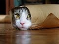 FUNNY CAT VIDEOS 😹 20 Minutes Funny Cats [Funny Pets]