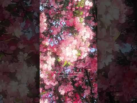  دويتو  اكسبلور المصحف حالات واتس تيك توك راحة نفسية لايك تصميمي