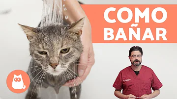 ¿Se puede bañar a un gato?