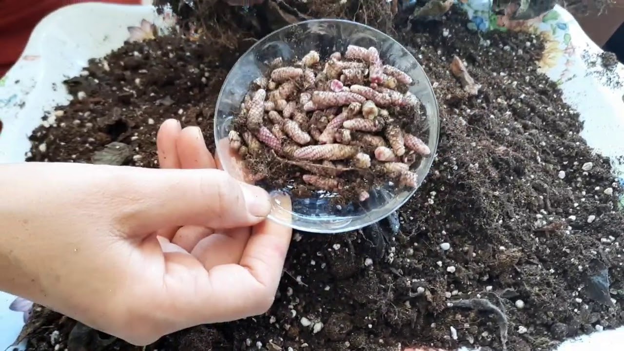 ACHİMENES ÇİÇEĞİ RİZOM NASIL SÖKÜLÜR. Açhimenes rizomu ne zaman sökülür. Kağıt çiçeği.