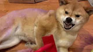 Shiba Inu Warby Angry Brushing