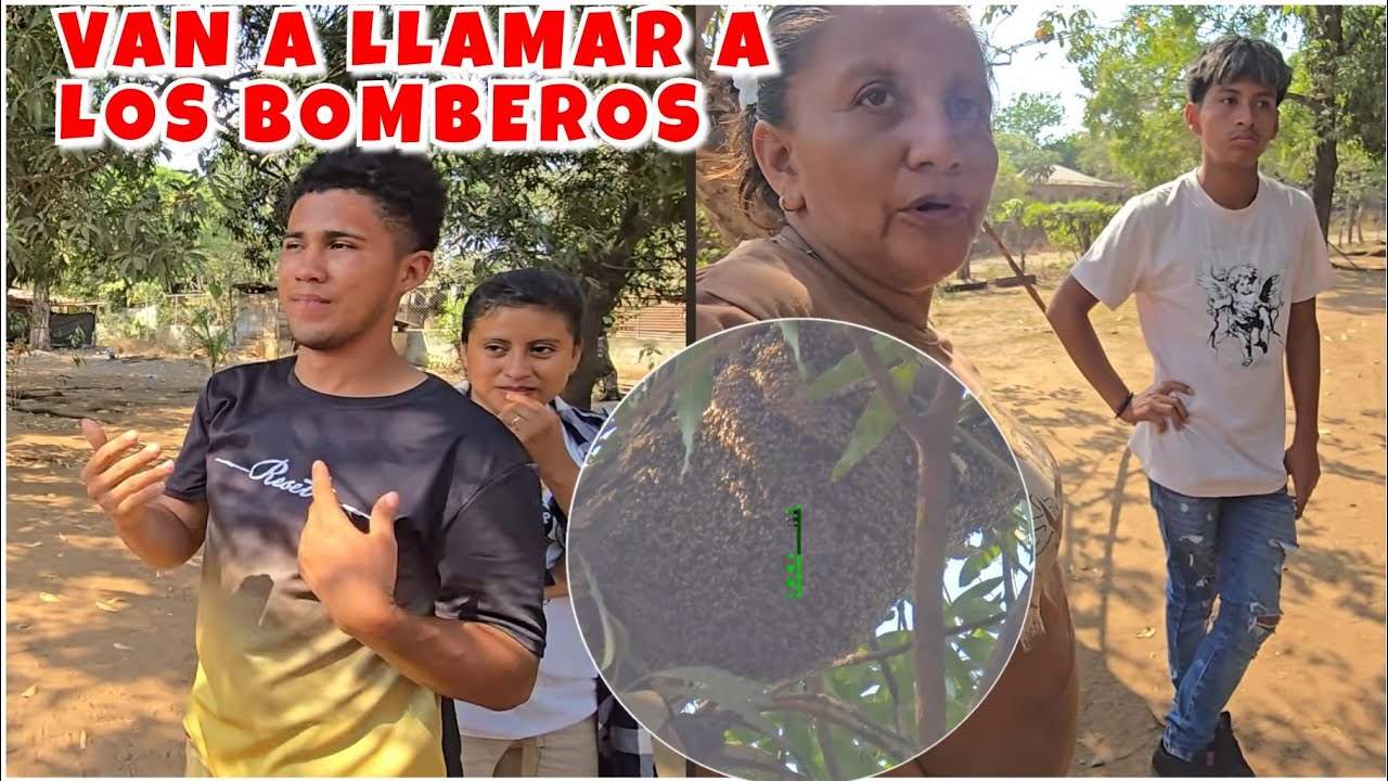 Peligro🚨MILES DE ABEJAS ASECHAN LA CASA DE SHERLI - Sus vidas corren peligro aquí