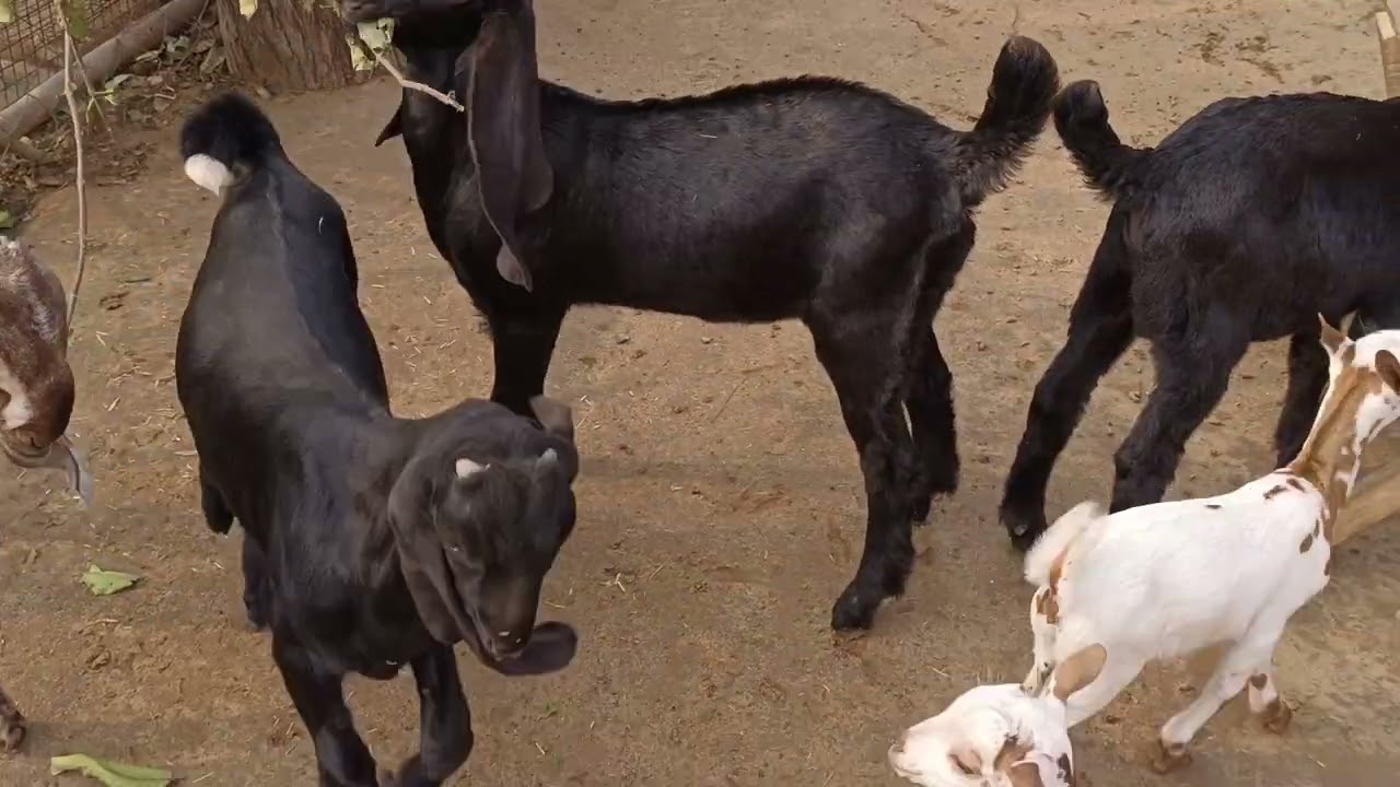 ਨੱਚ ਰਹੀਆਂ 🤩  