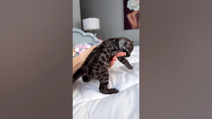 Video 8174821: bengalcat bengals cat kitten, catlover bengals bengalcat, bengal cattery kitten