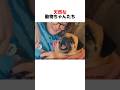 天然炸裂の動物たち