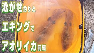 初心者簡単！泳がせ釣りとエギングで狙うアオリイカ前編