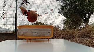 Fruit explosion in slow motion!