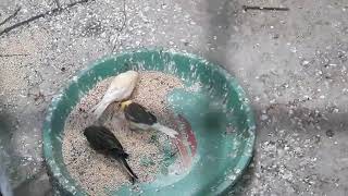 Suatu Pagi Di Kandang KOLONI Lovebird Parkit Kenari !!!