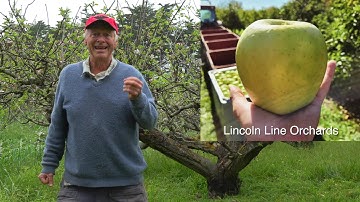 What Does Rootstock do for Your Apple Trees?