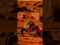 The Thorny Dragon Has a Fake Head It Offers to Predators (And Drinks Through Its Feet)