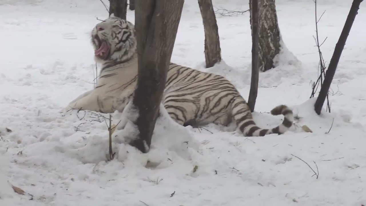 White Tiger Kovi’s Cold Weather Glow-Up ❄️🐯