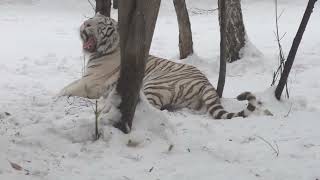 White Tiger Kovis Cold Weather Glow-Up