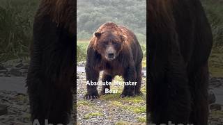 Giant Alaskan Brownbear 1000lbs.  alaska bear bearviewing brownbears  katmai @nathab