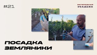 ПОСАДКА ЗЕМЛЯНИКИ | (открытая корневая система)