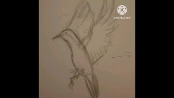 Bird flight [test animation]