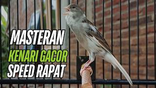 Download lagu Masteran Kenari Gacor Paling Ampuh & Respon Cepat!! kenari macet bunyi Langsung Nyaut