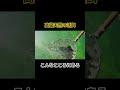 高級天然の活餌Part8 #熊本 #shorts #short