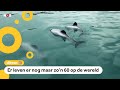 Drone moet zeldzaamste dolfijnsoort redden