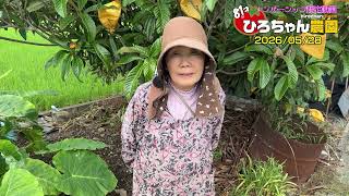 【びわを孫に取りました】【茂木】【メンバー限定公開・通常公開】