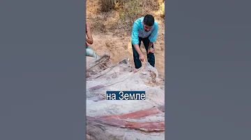 В Португалии нашли скелет самого крупного в истории животного