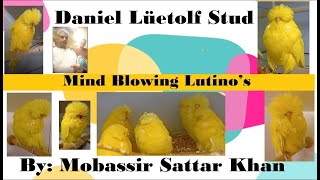 Lutino’s budgerigars of Daniel Lüetolf