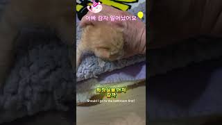 #감자육아19일째#고양이#길냥이구조#길고양이#cat#길냥이#고양이일상#반려묘#고양이영상#고양이집사#고양이새끼#고양이훈련#고양이간식#고양이출산#새끼고양이#새끼#baby#애완동물