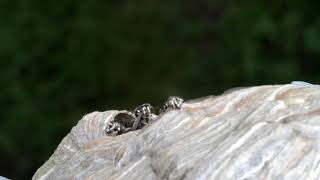 Baldfaced Hornets (Dolichovespula maculata)