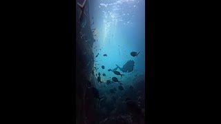 Diving, New Zealand