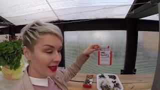 видео: ОСЕНЬ -ВРЕМЯ СОБИРАТЬ  СЕМЕНА ЦВЕТОВ. картинка: ОСЕНЬ -ВРЕМЯ СОБИРАТЬ  СЕМЕНА ЦВЕТОВ.