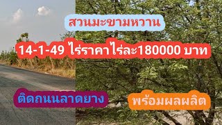 Ep.56 สวนมะขามหวานเพชรบูรณ์14-1-49 ไร่ราคาไร่ละ180,000 บาทสนใจT.0651084875