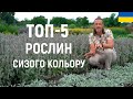 ЛАНДШАФТНИЙ ДИЗАЙН | ТОП-5 КВІТІВ СИЗОГО КОЛЬОРУ